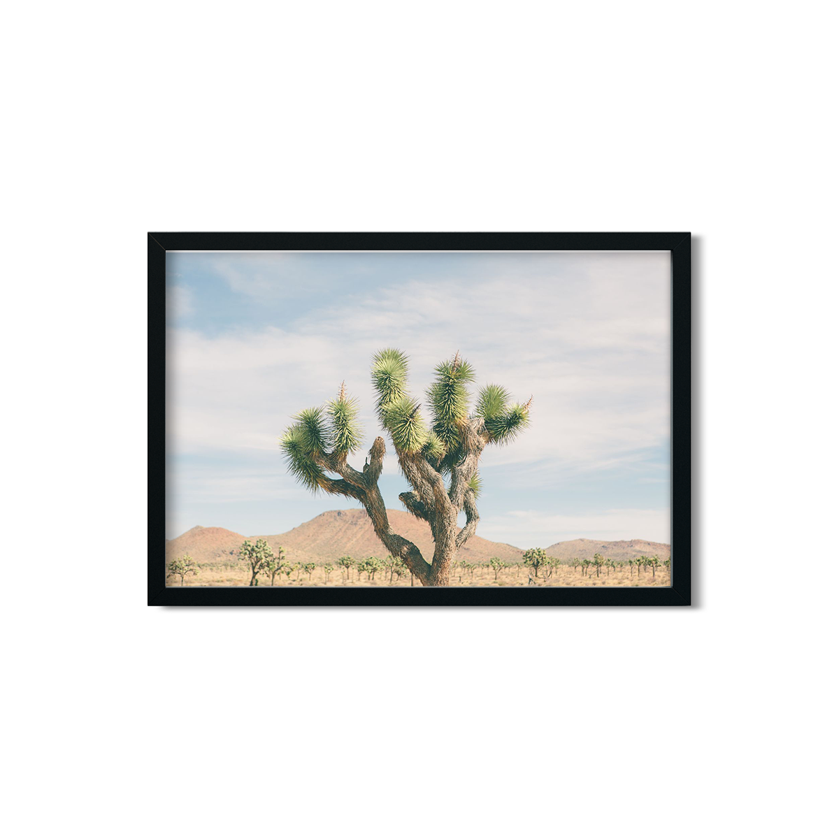 JOSHUA TREE NO. 21