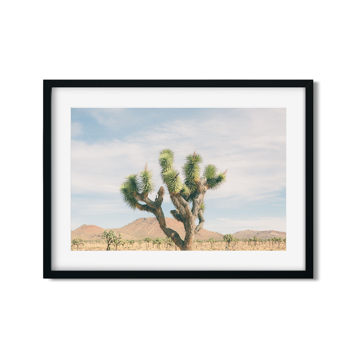 JOSHUA TREE NO. 21