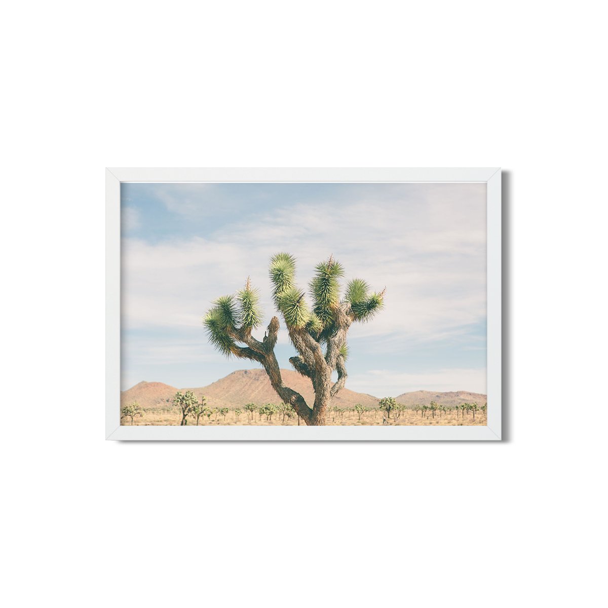 JOSHUA TREE NO. 21