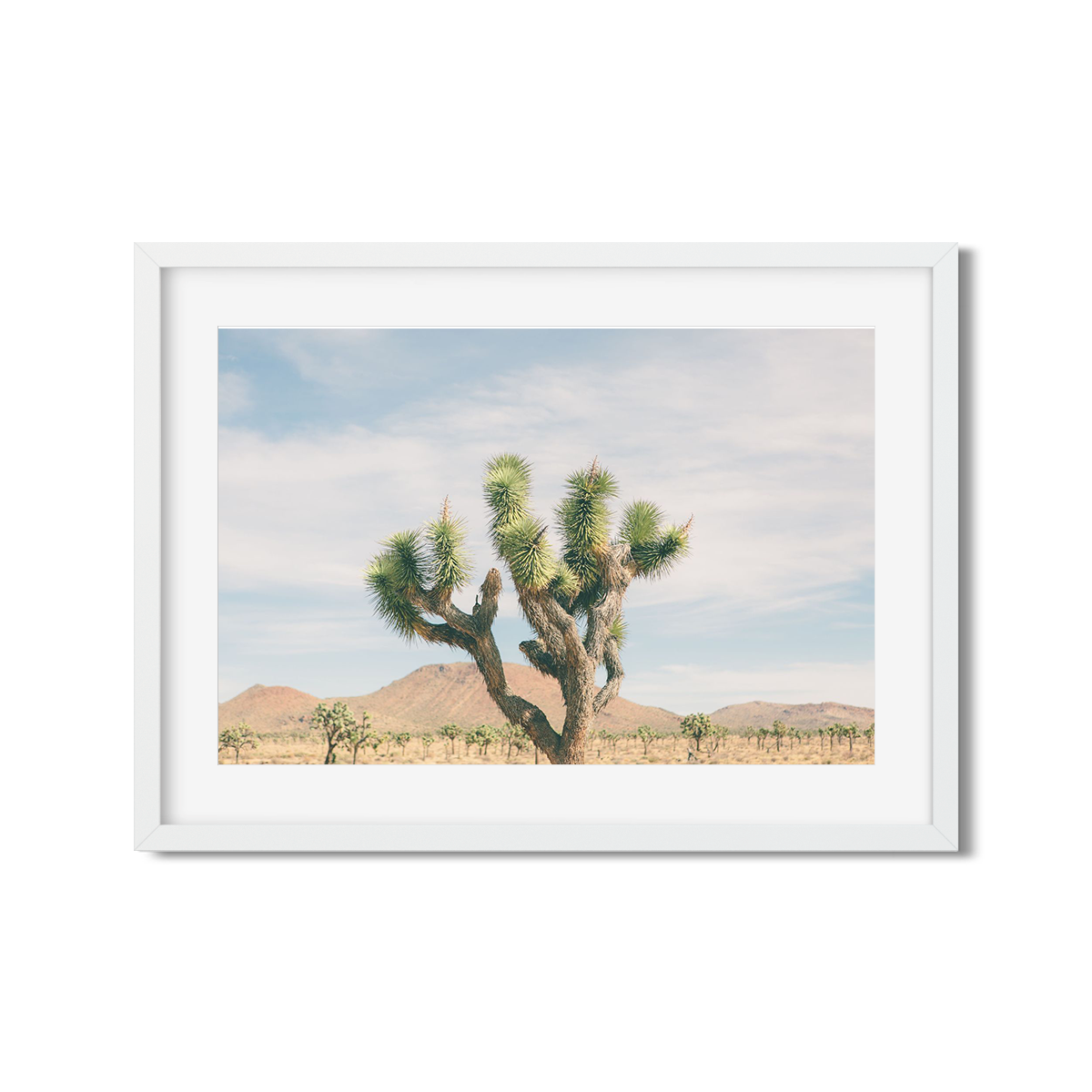 JOSHUA TREE NO. 21