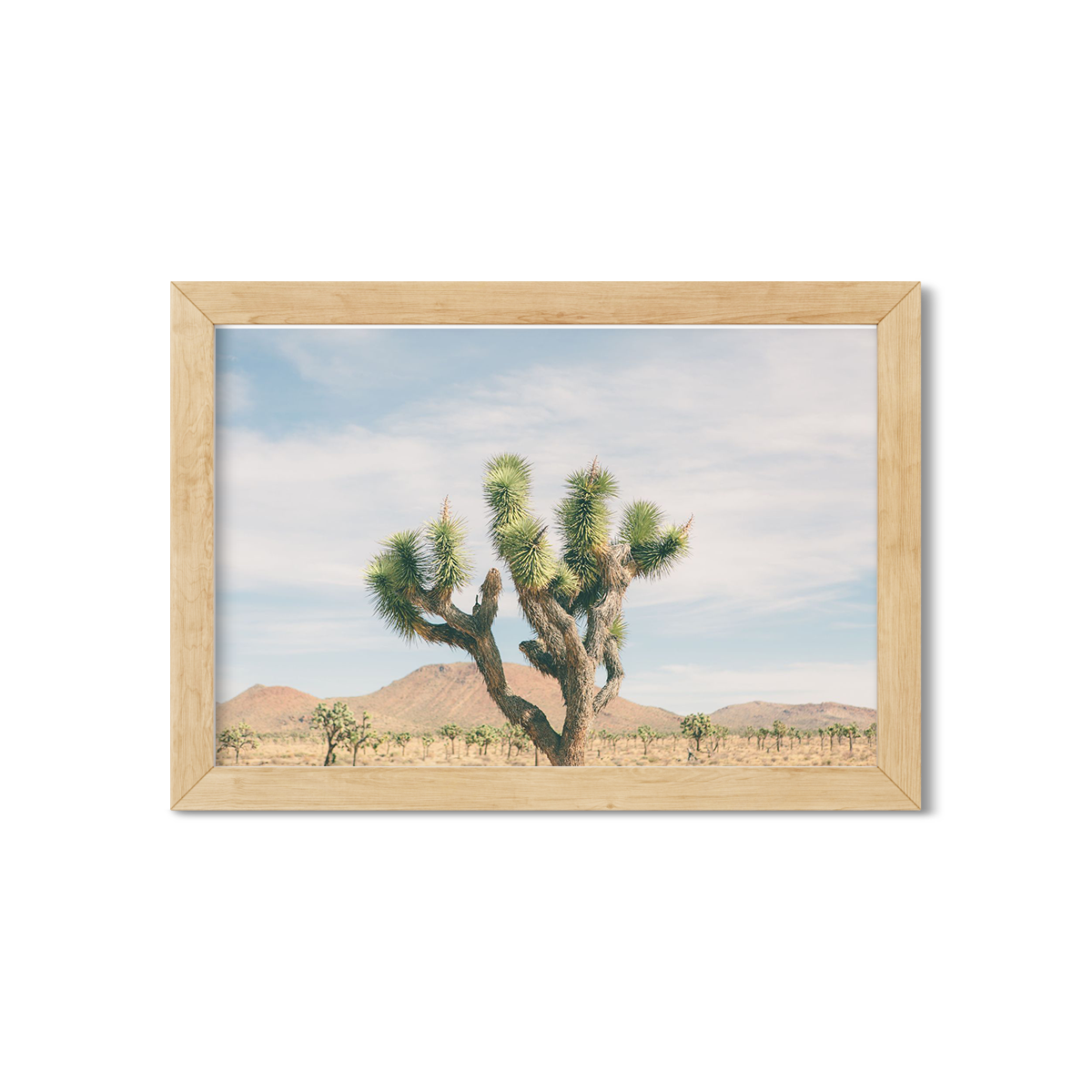 JOSHUA TREE NO. 21