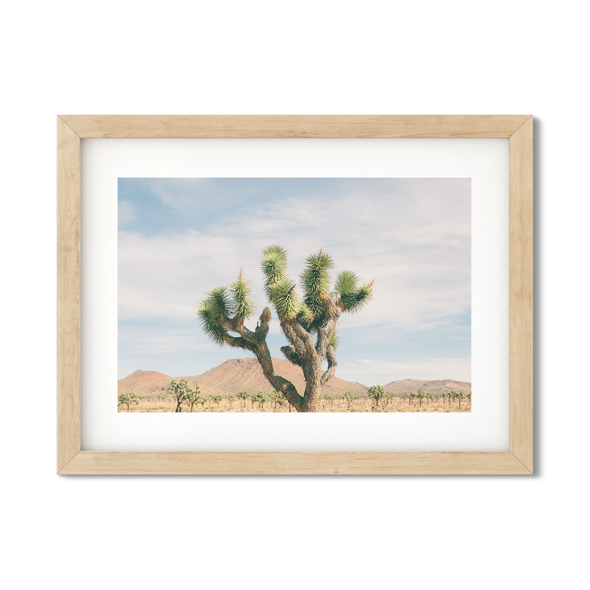 JOSHUA TREE NO. 21
