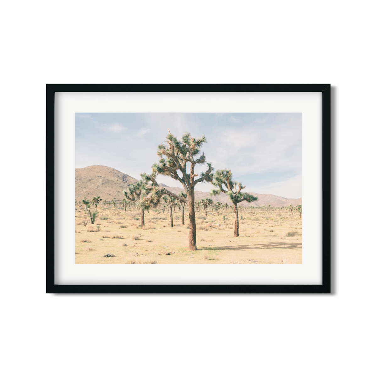 JOSHUA TREE NO. 9