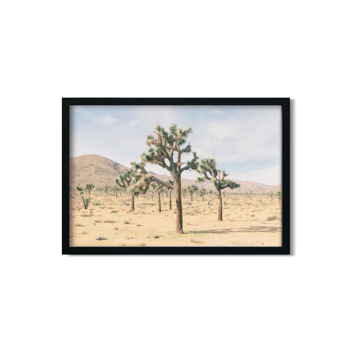 JOSHUA TREE NO. 9