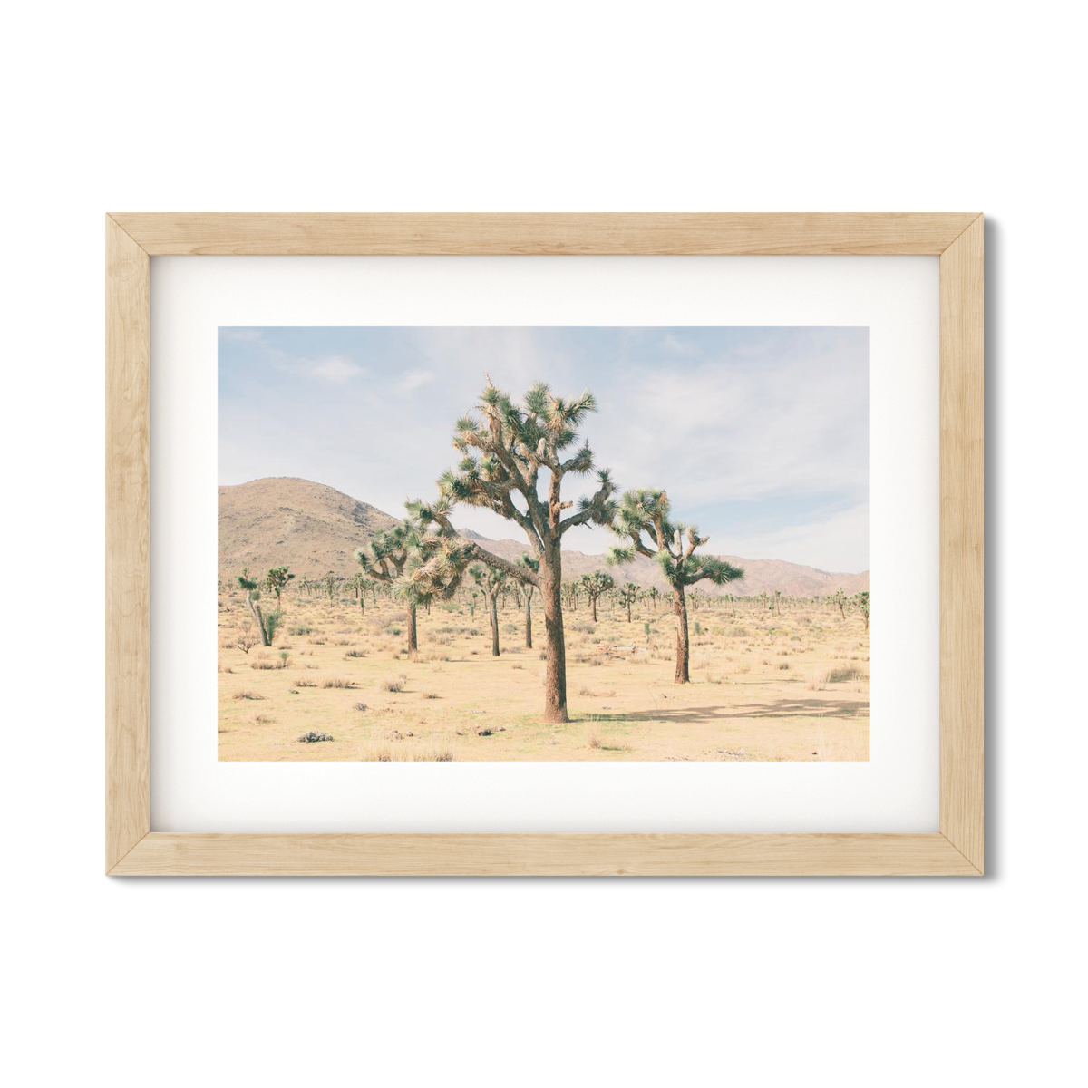 JOSHUA TREE NO. 9