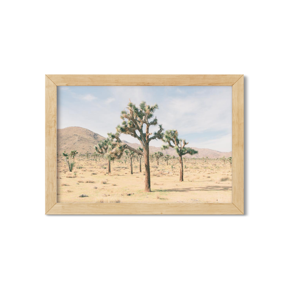 JOSHUA TREE NO. 9