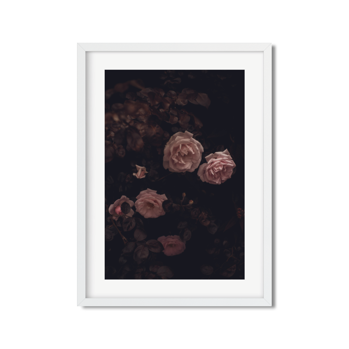 ROSES
