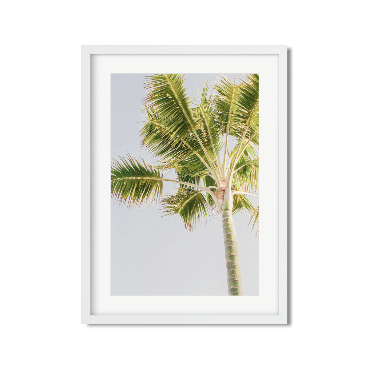 PALM