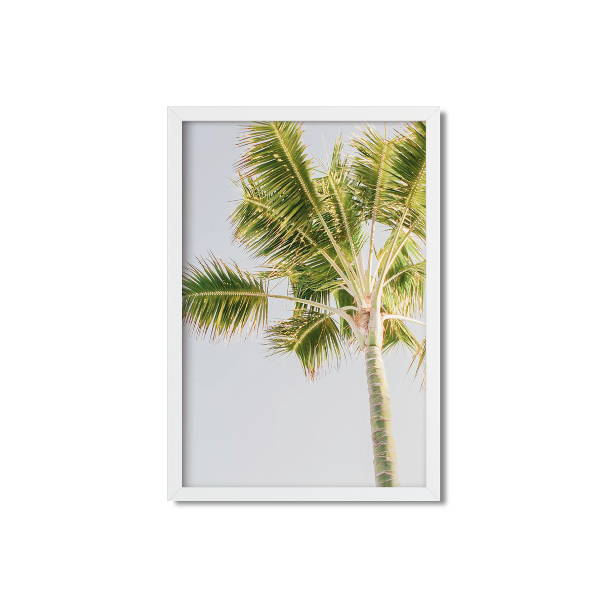 PALM