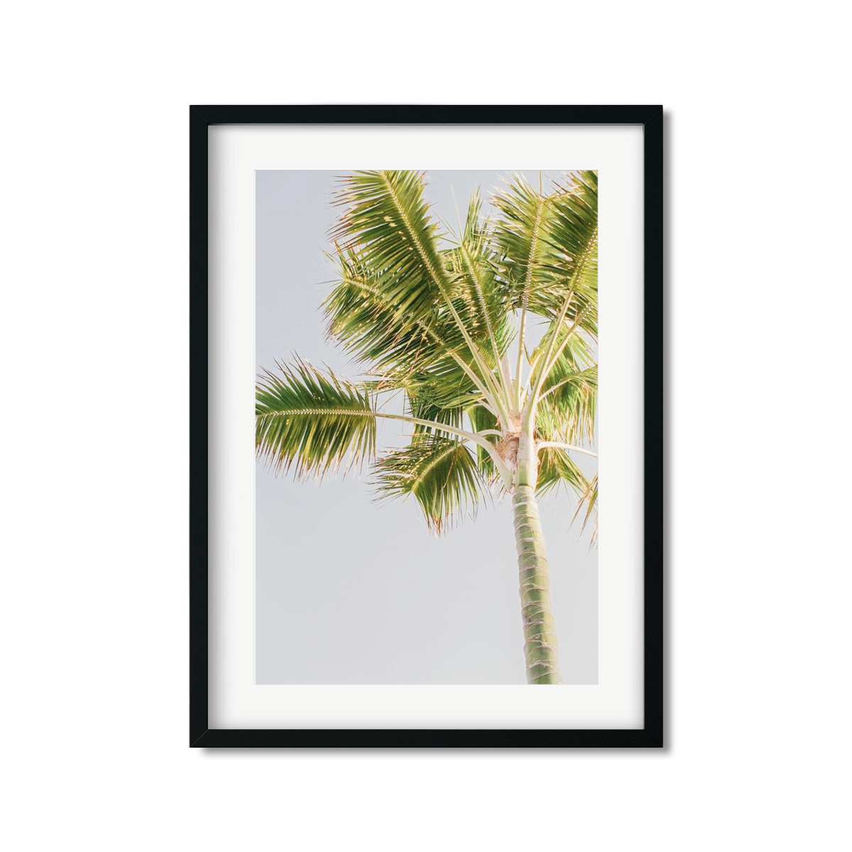PALM