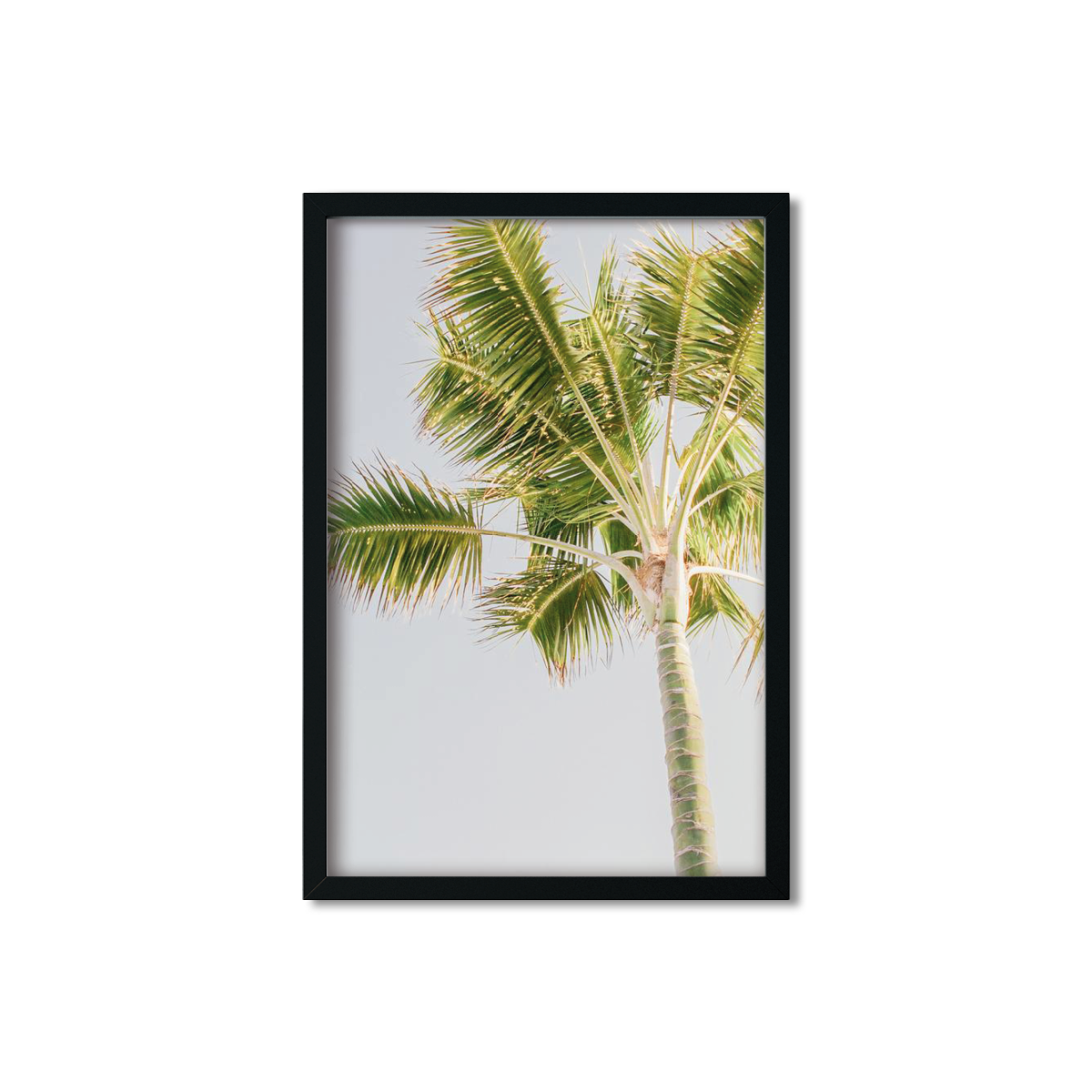 PALM