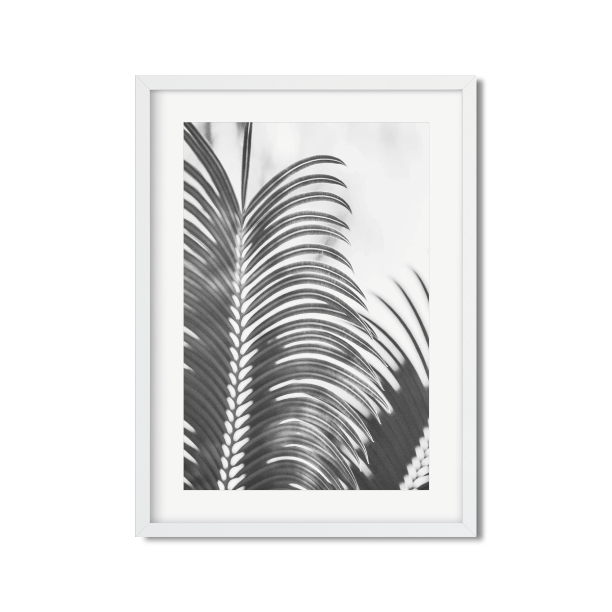 PALM FRONDS