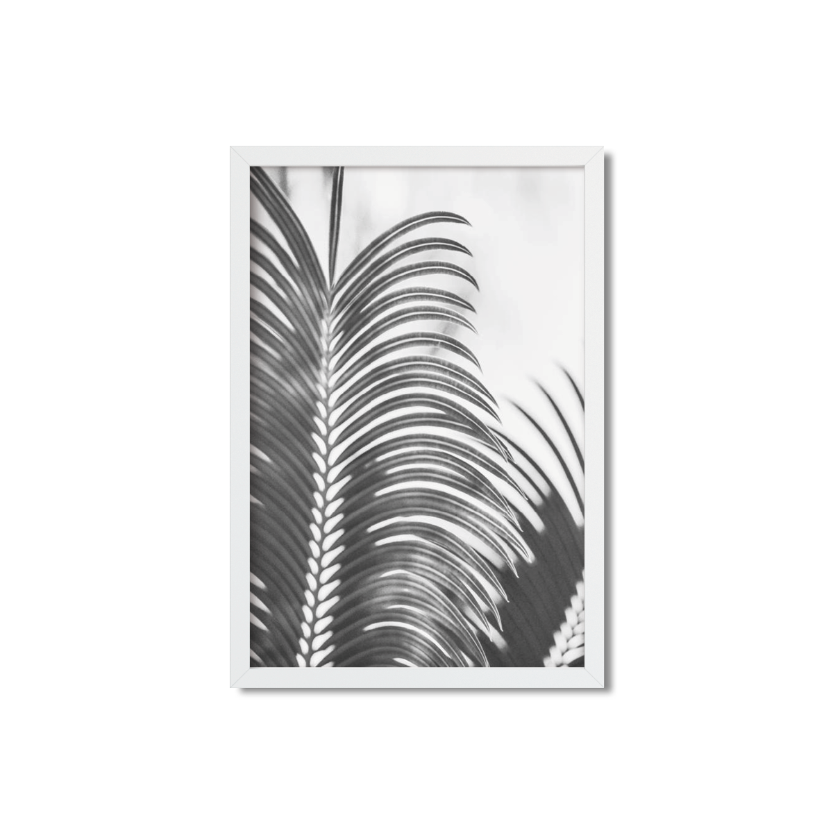 PALM FRONDS