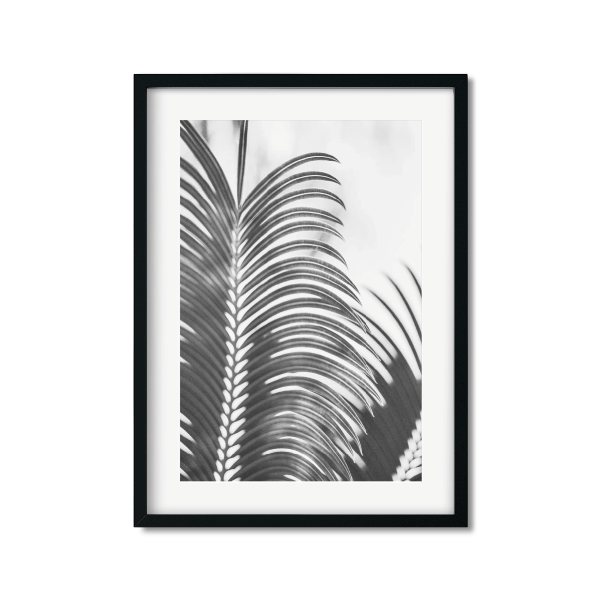 PALM FRONDS