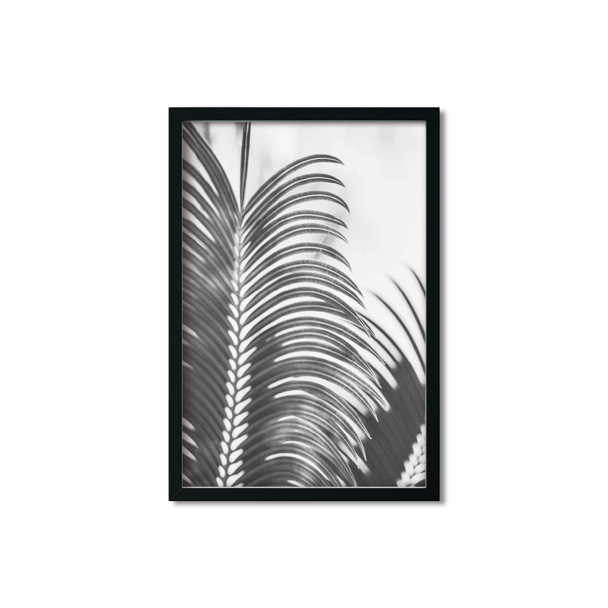 PALM FRONDS