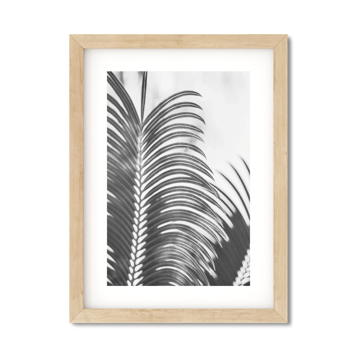 PALM FRONDS
