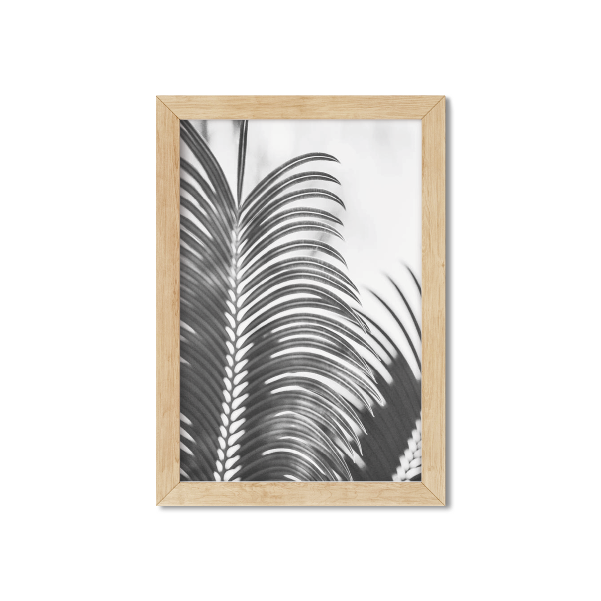 PALM FRONDS
