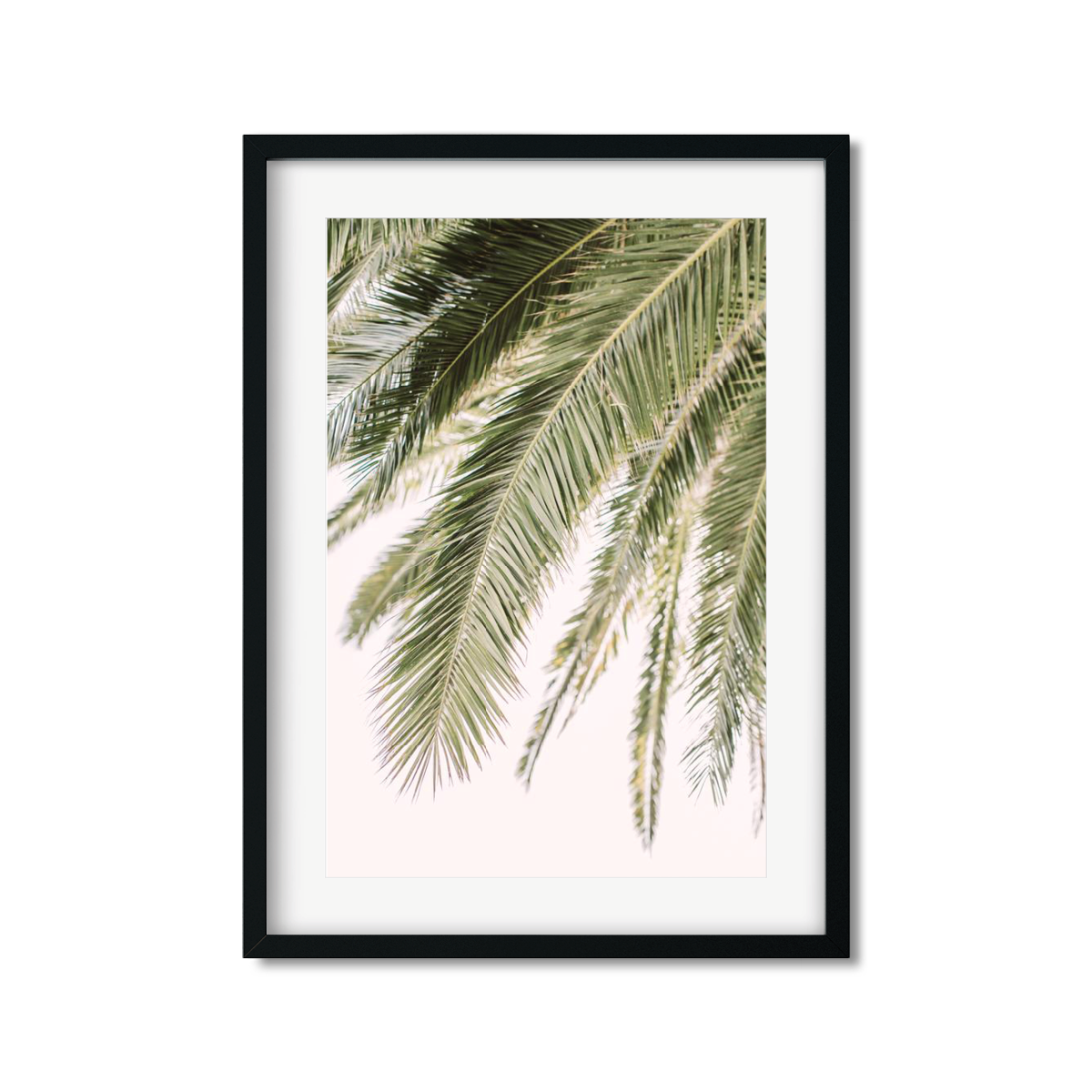 PALM FRONDS NO. 3