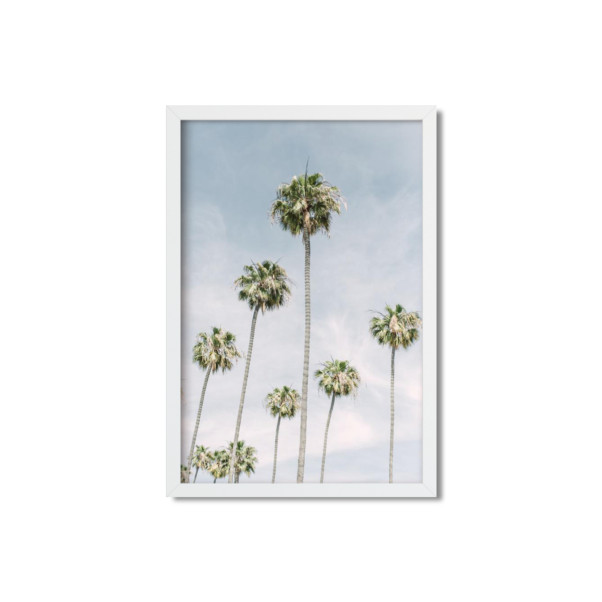 PALM LINE