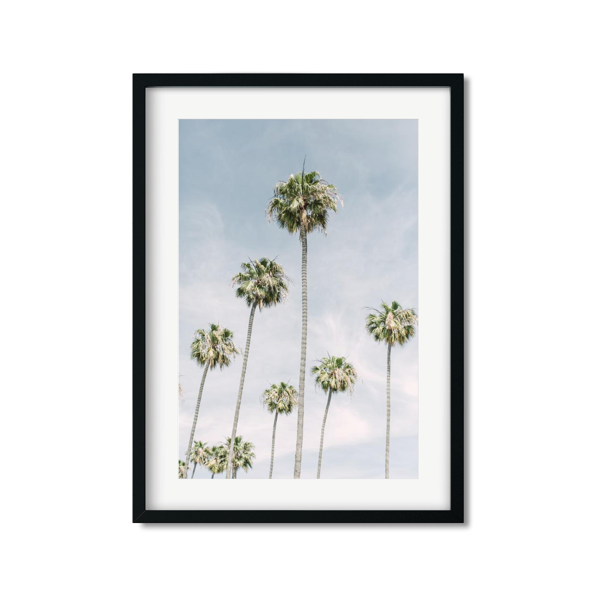 PALM LINE