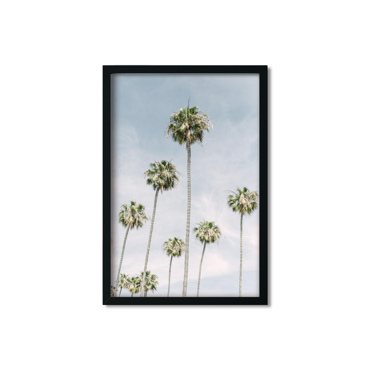 PALM LINE