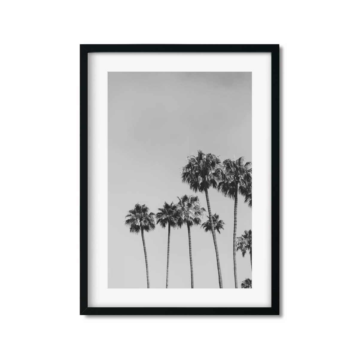 PALM LINE NO. 2