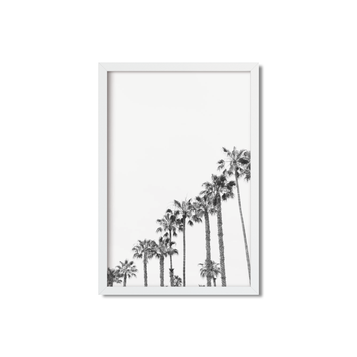 PALM LINE NO. 3