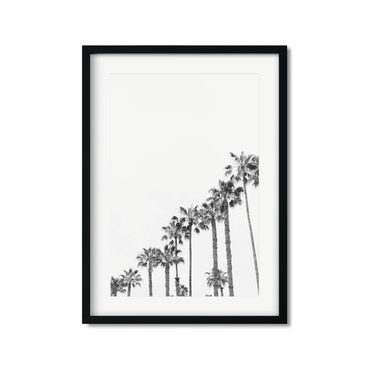 PALM LINE NO. 3