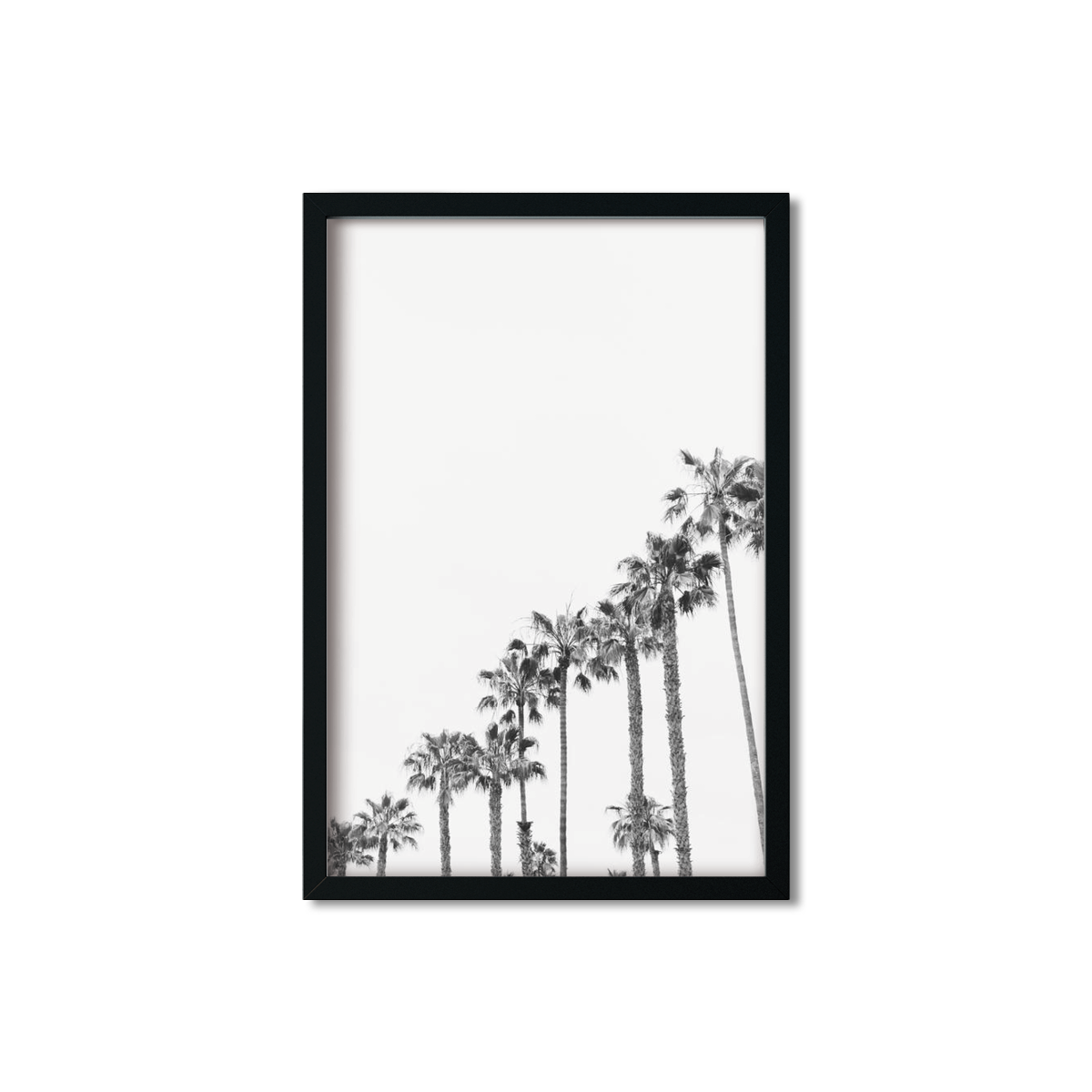 PALM LINE NO. 3