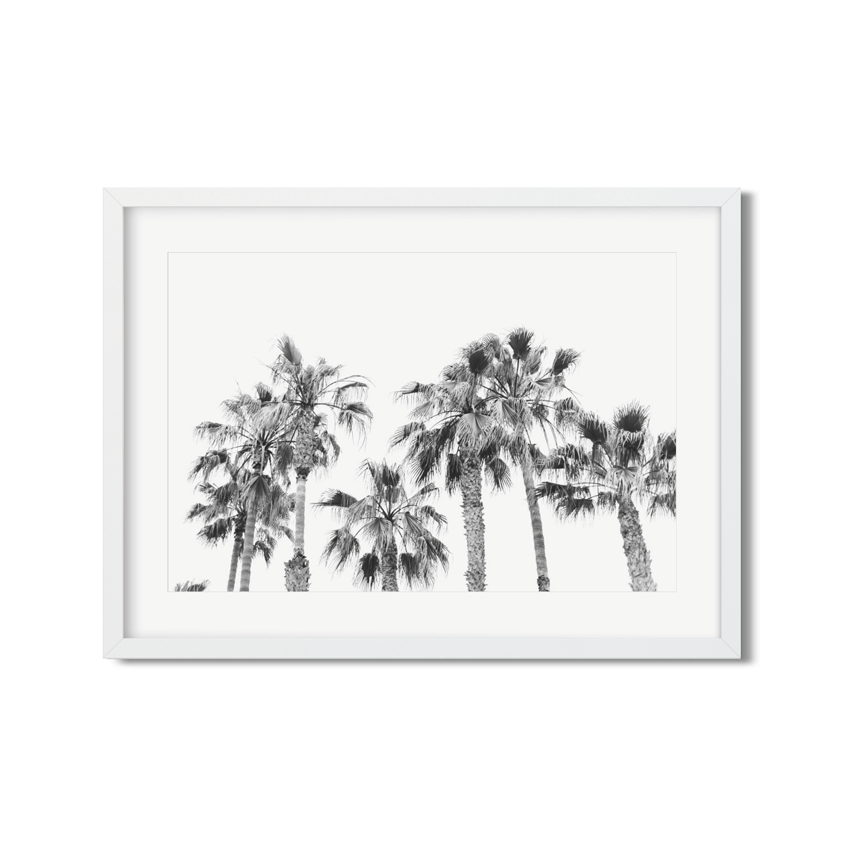 PALM LINE NO. 4