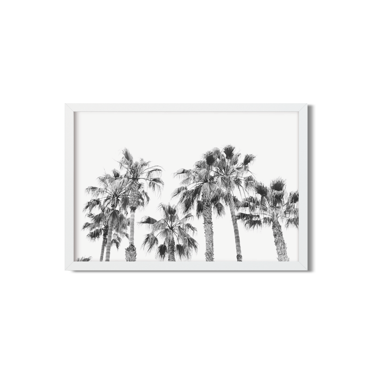 PALM LINE NO. 4