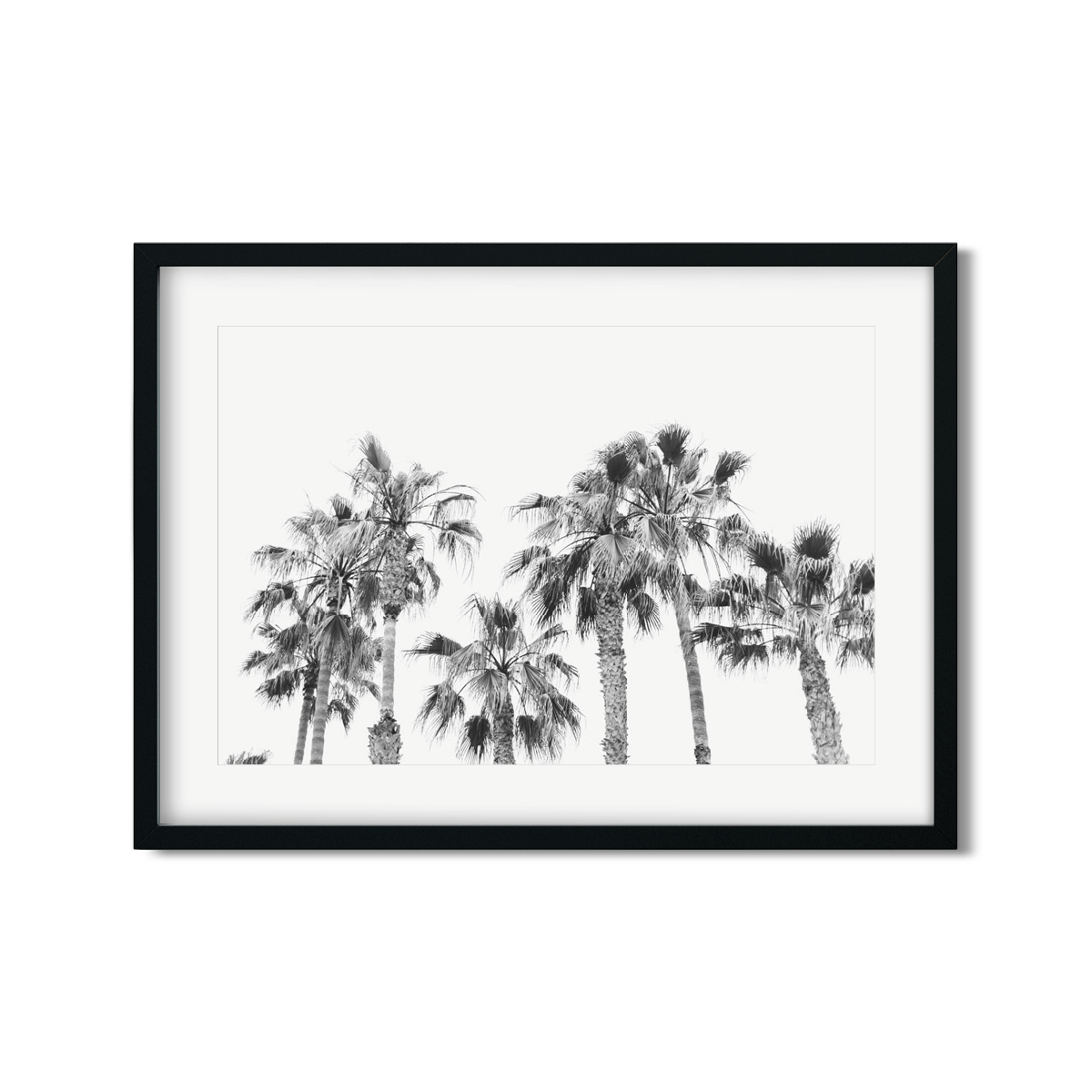 PALM LINE NO. 4