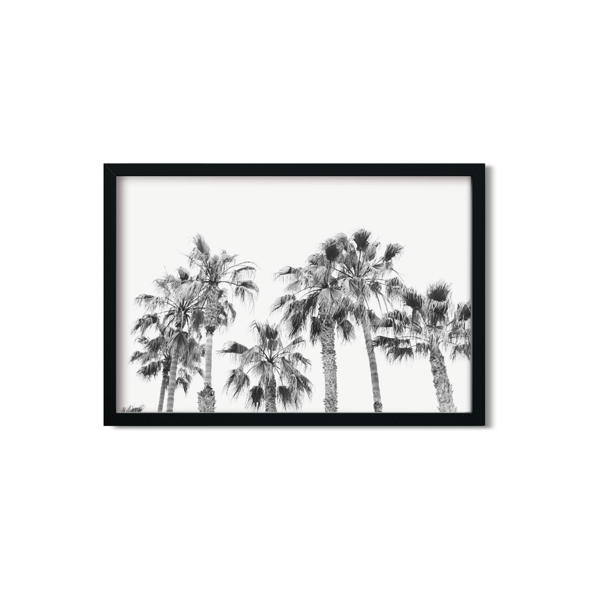 PALM LINE NO. 4