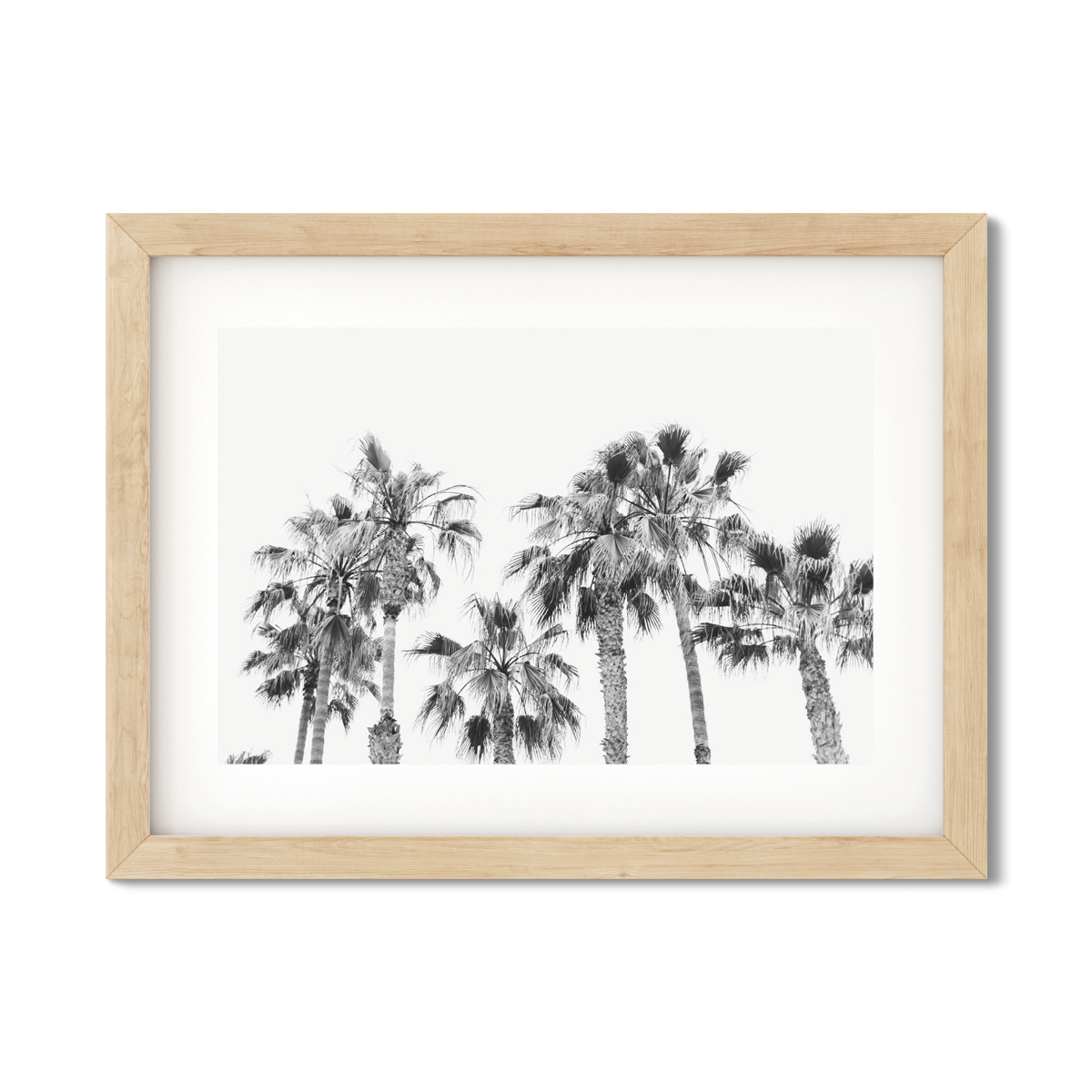 PALM LINE NO. 4