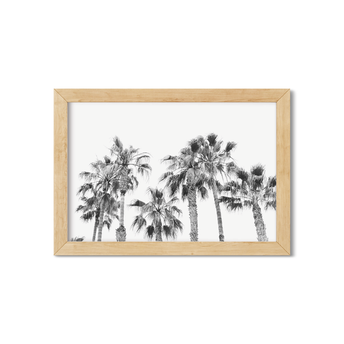 PALM LINE NO. 4