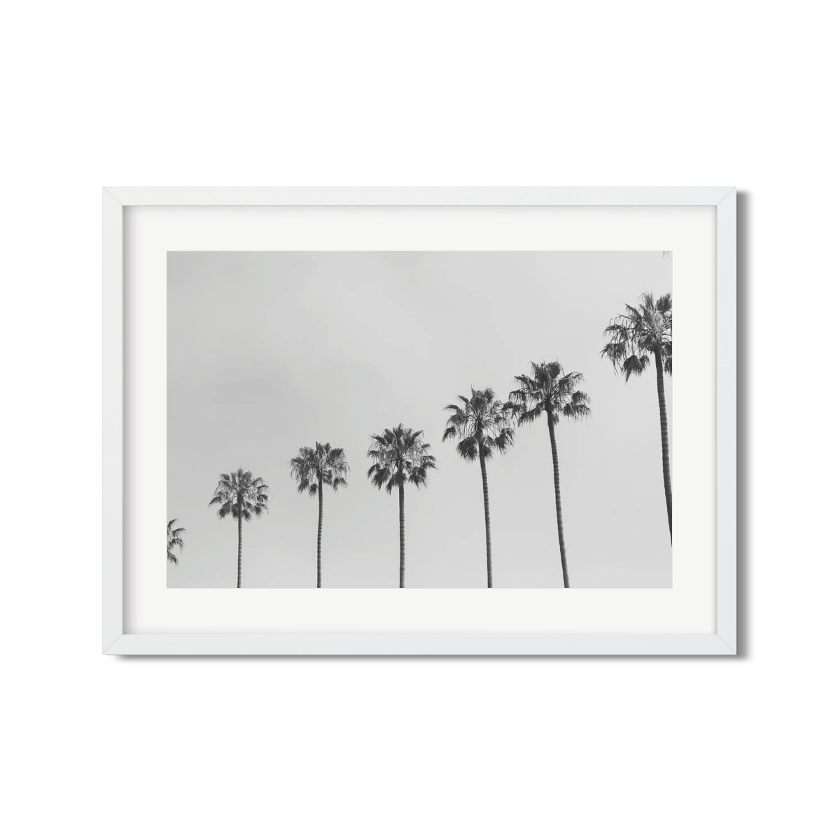 PALM LINE NO. 5