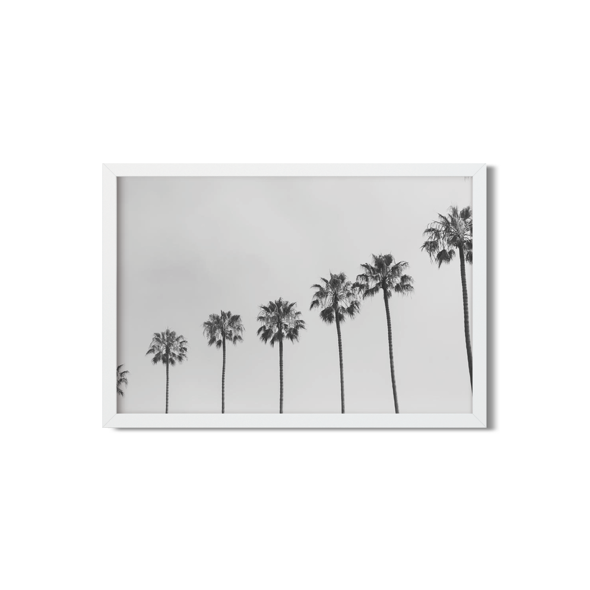 PALM LINE NO. 5