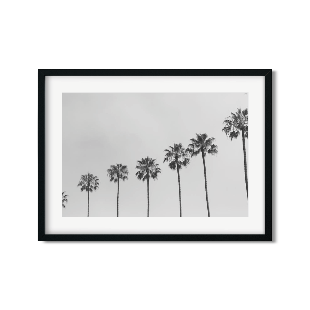 PALM LINE NO. 5
