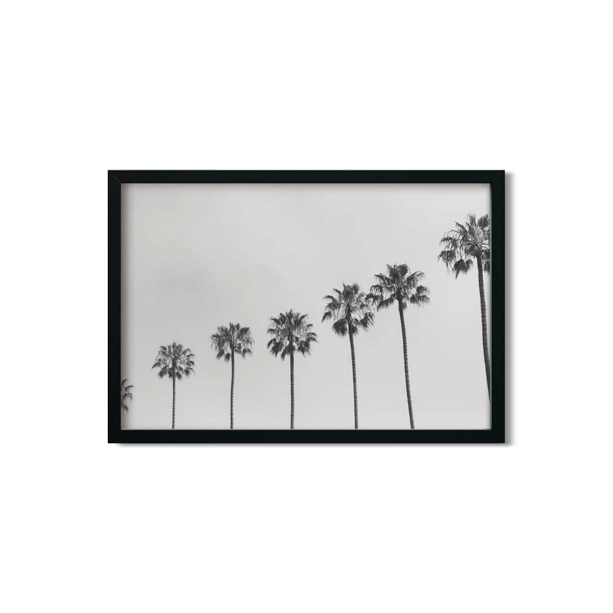 PALM LINE NO. 5