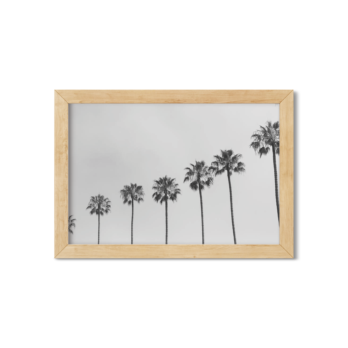 PALM LINE NO. 5