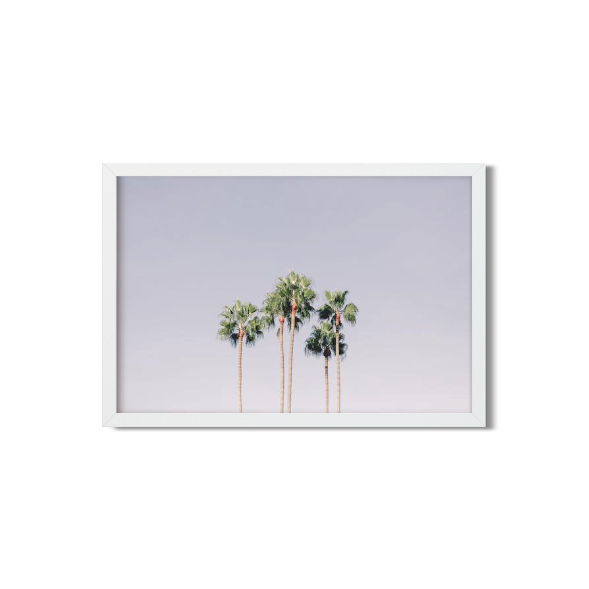 PALM LINE NO. 6