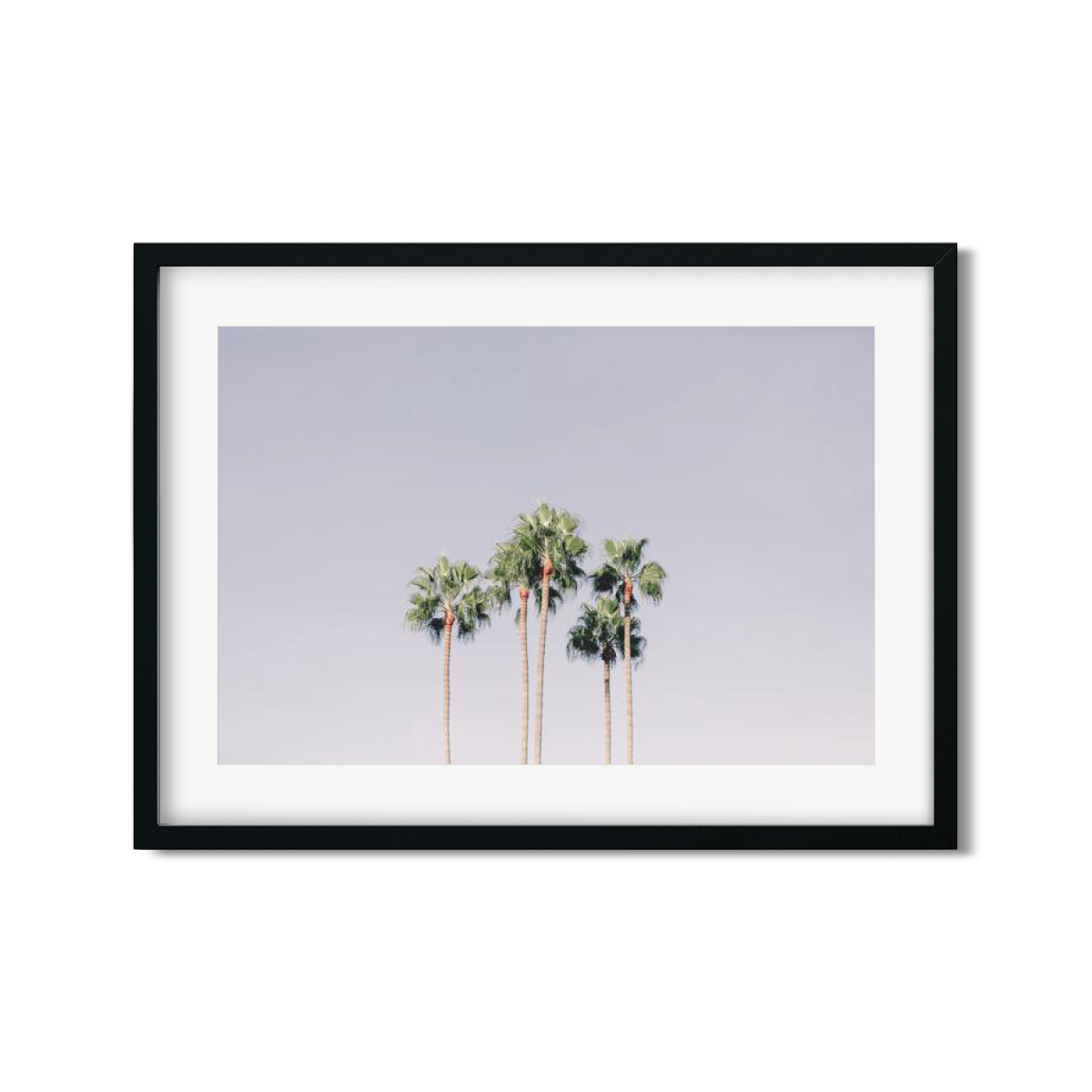 PALM LINE NO. 6