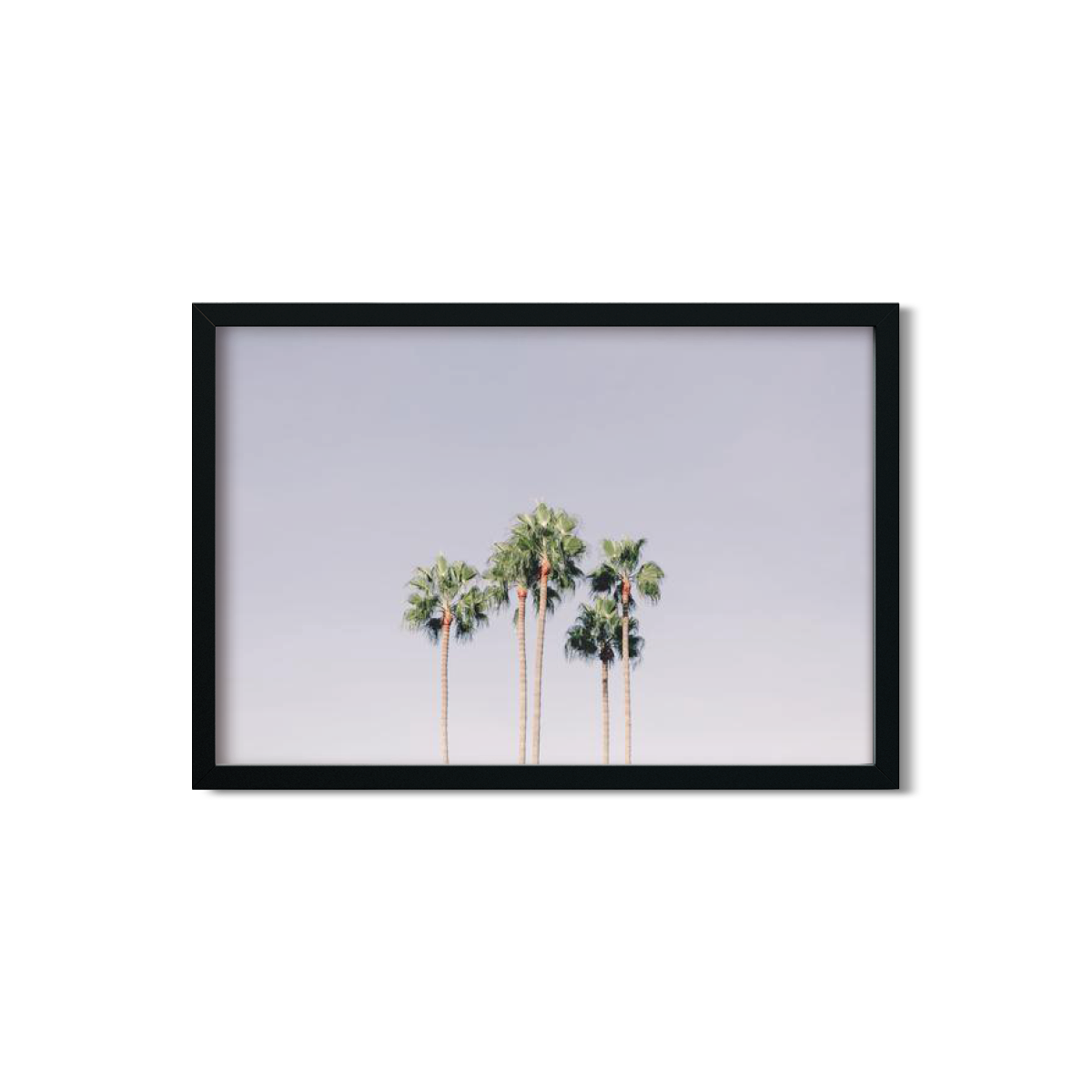 PALM LINE NO. 6