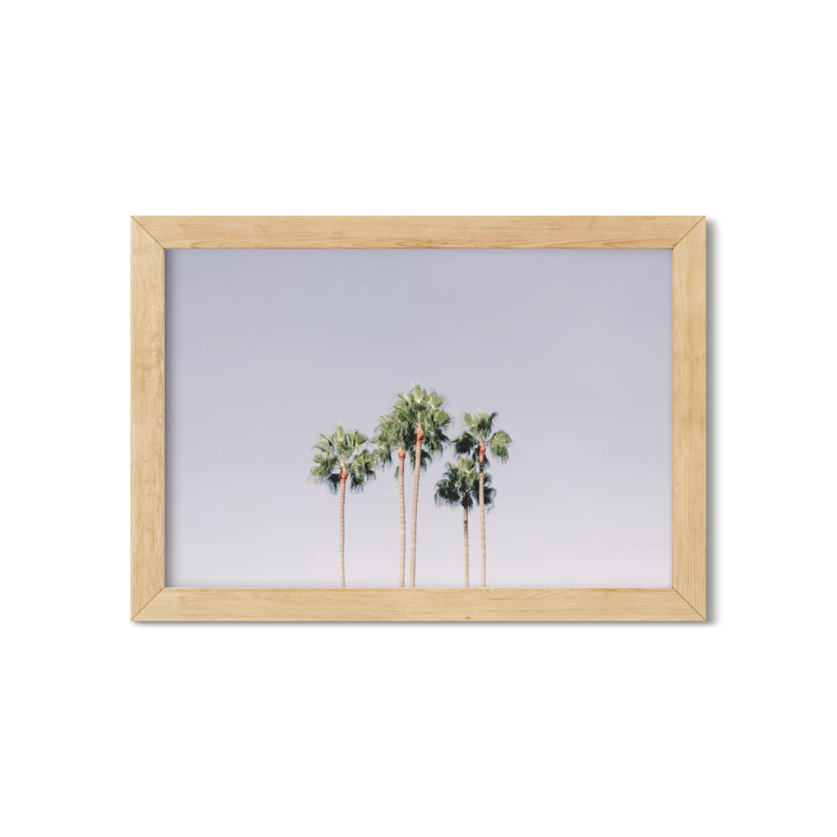 PALM LINE NO. 6