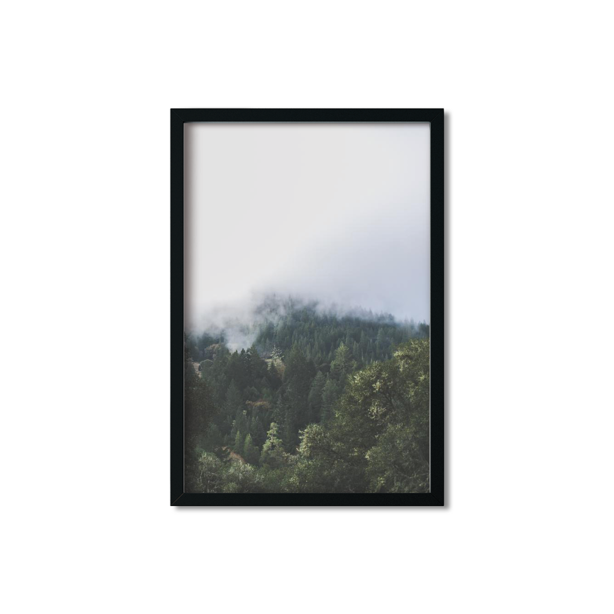 PINES