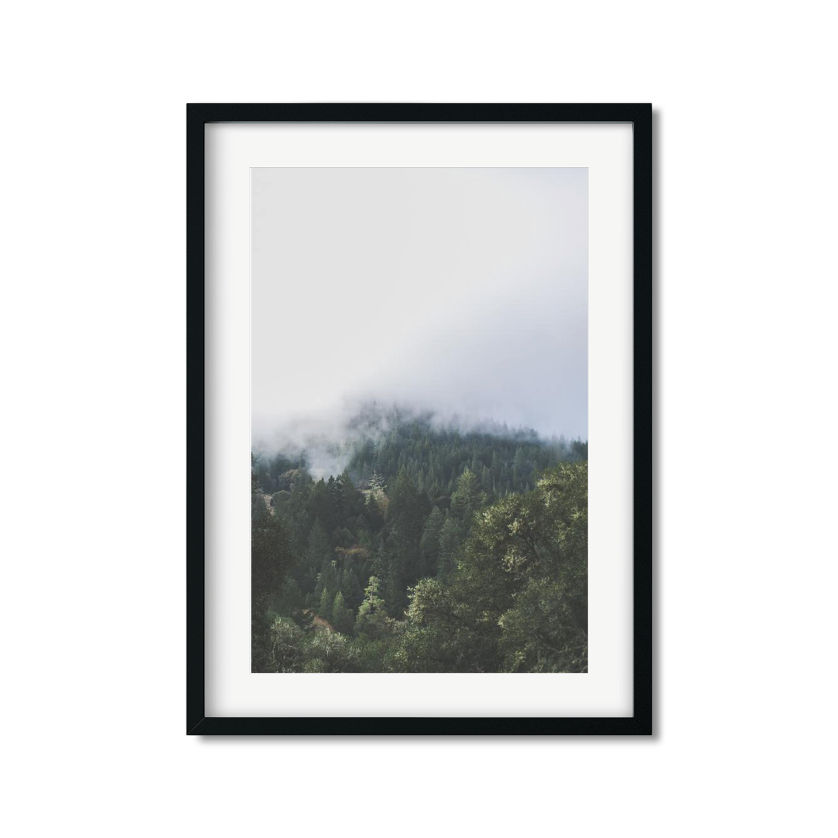 PINES
