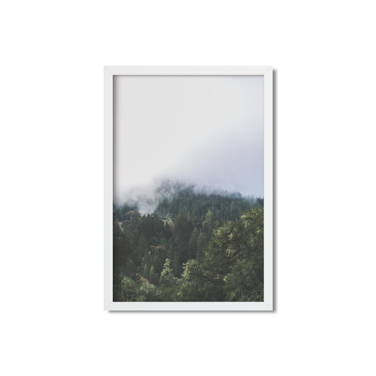 PINES