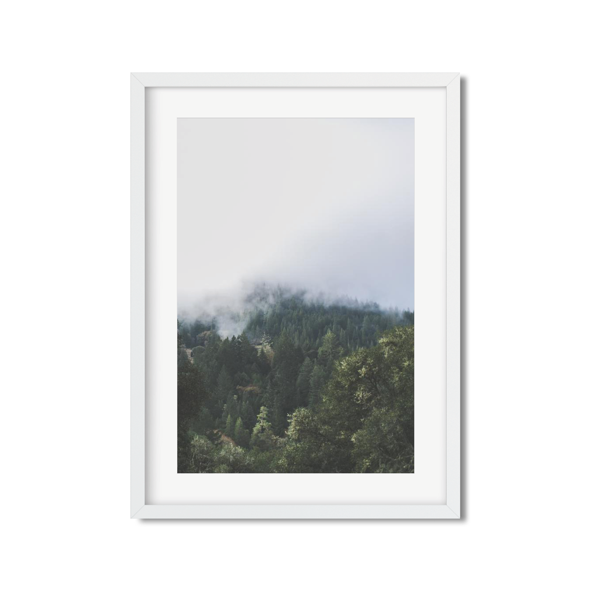 PINES