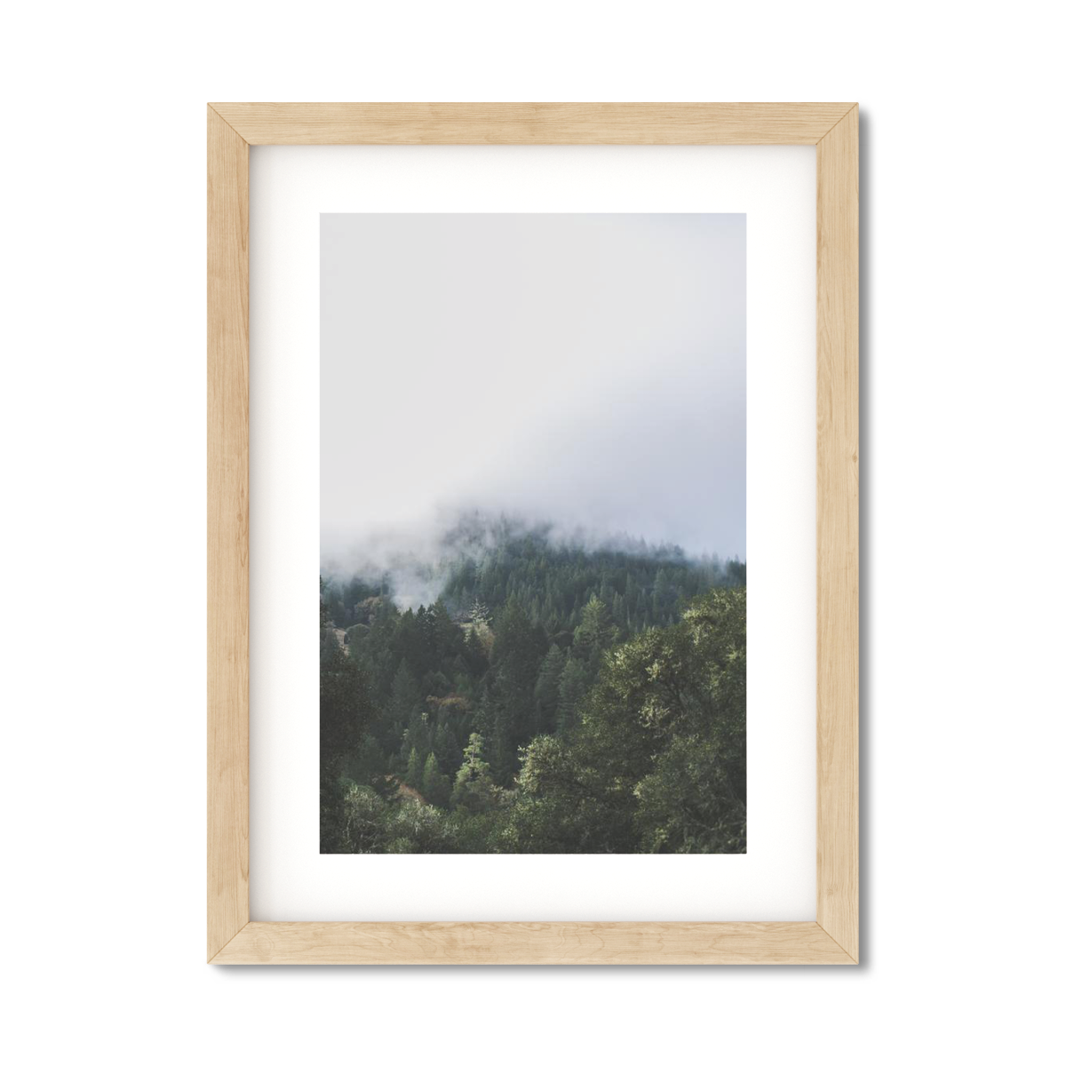 PINES