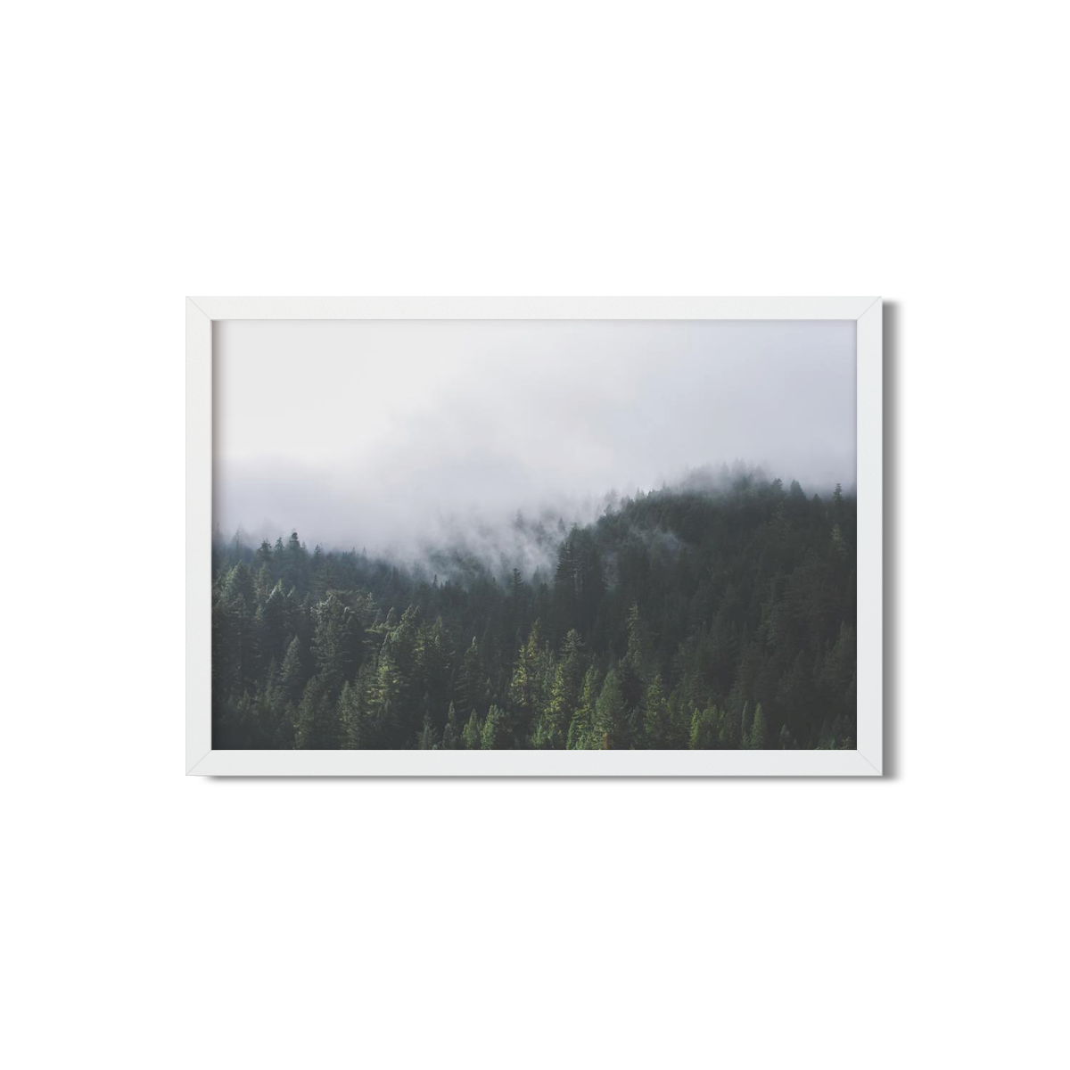 PINES NO. 2